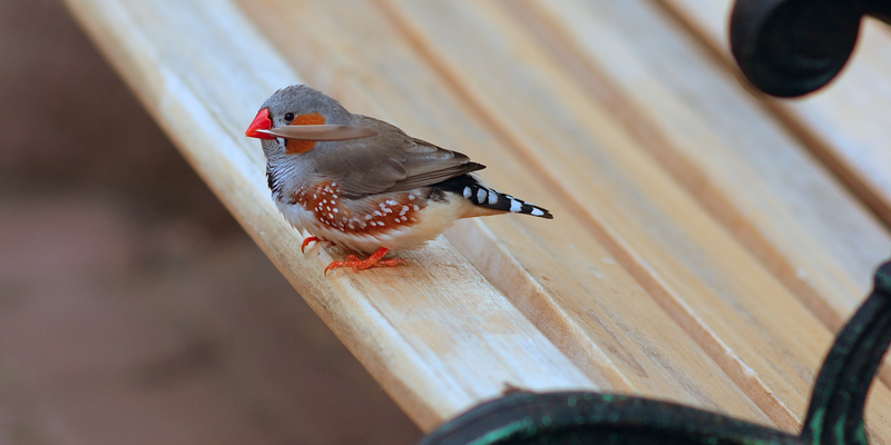 How the Finch Got His Colors