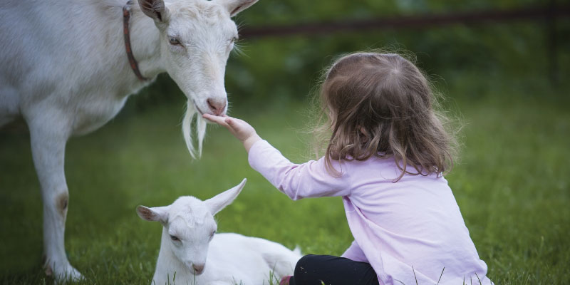 Children’s Books About Animals
